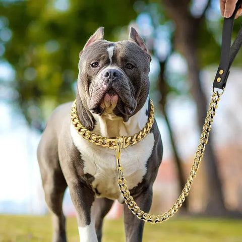 Laisse Chien Acier Inox – Durable & Premium | PawFrance
