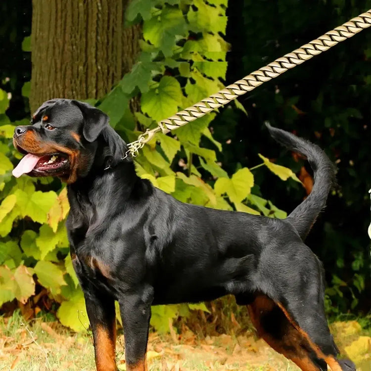 Stainless Steel Dog Leash