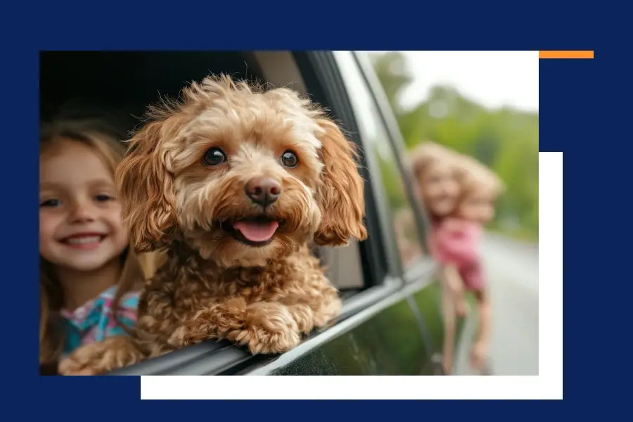 hamac pour chien pour voiture