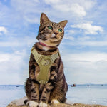Tactical Military Vest Pet Tactical Training Cat Accessories Cat Dog Harness and Leash Set Kitten Accessories