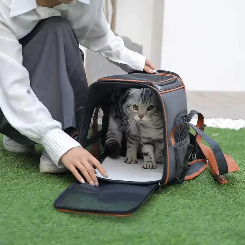 Transport pour chien