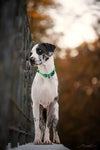 Truelove Pet Dog Collar