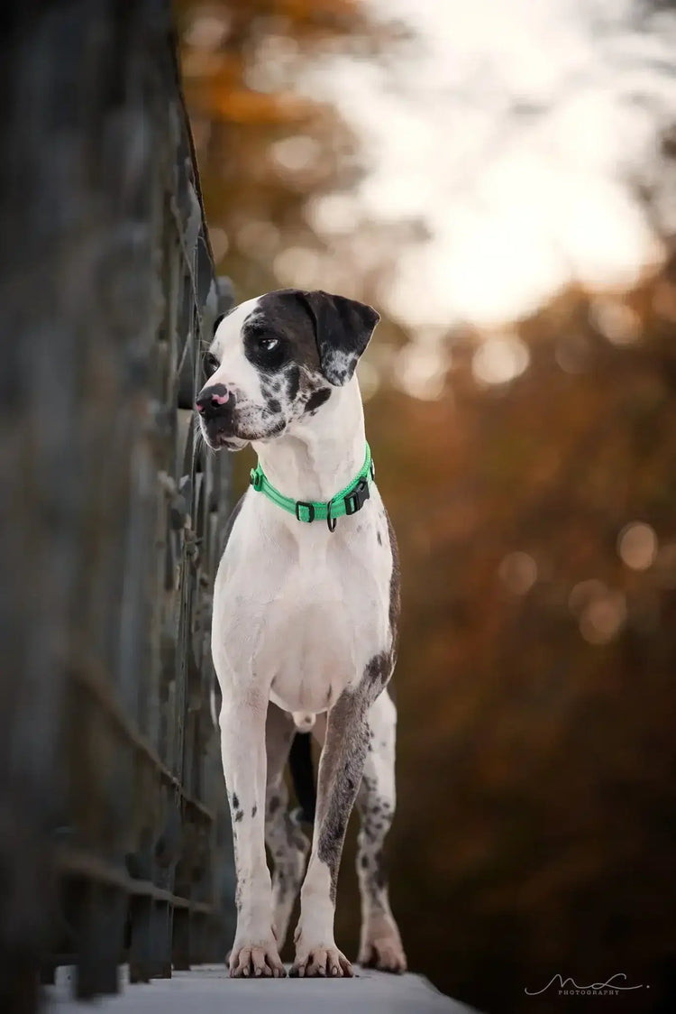 Truelove Pet Dog Collar