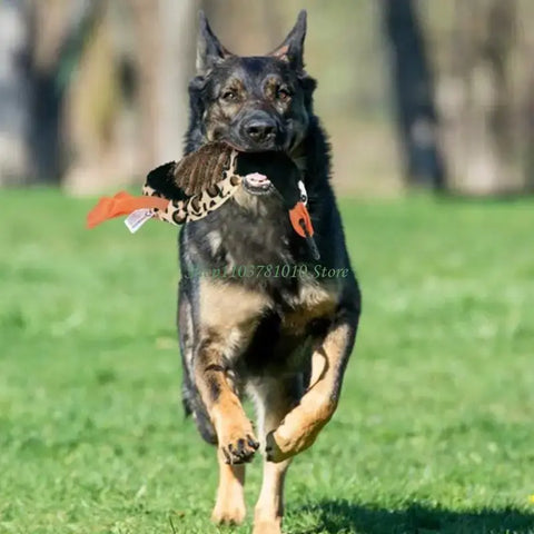 U55D Fun Pet Teases Multiple Accessories For Endlessly Dog Entertainment - CN