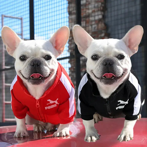 Veste d’hiver pour chien de baseball