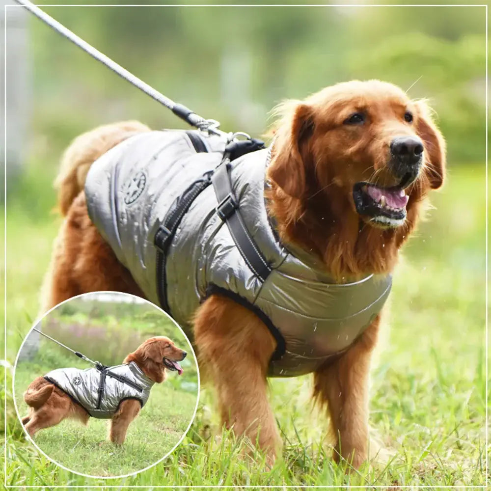 Veste pour chien