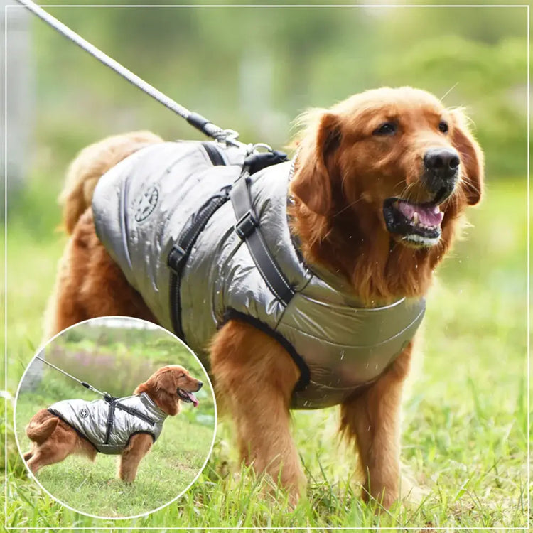 Veste pour chien