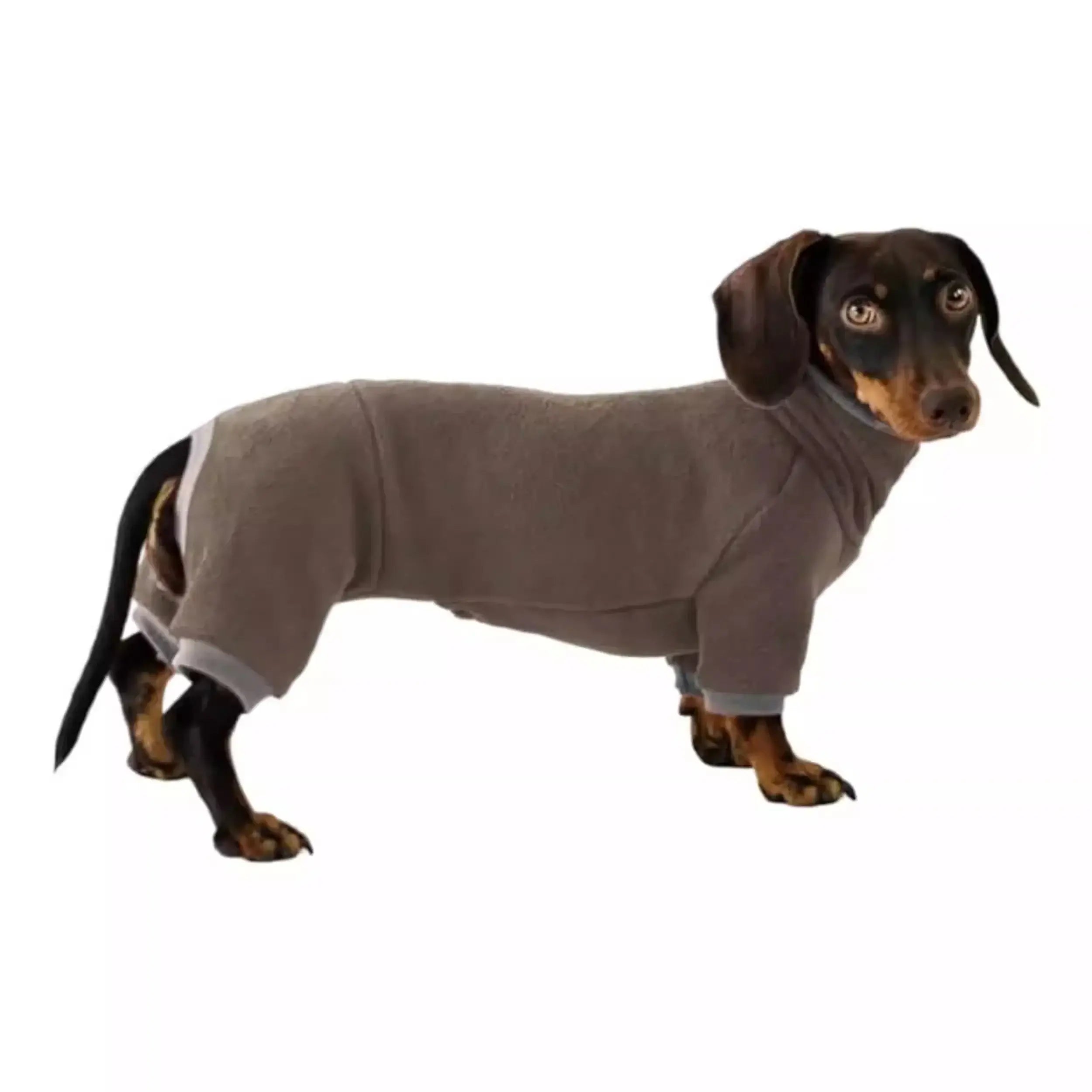 Vêtements chauds pour teckel