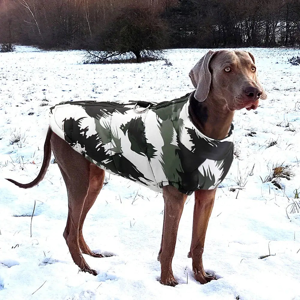 Vêtements d’hiver pour chiens
